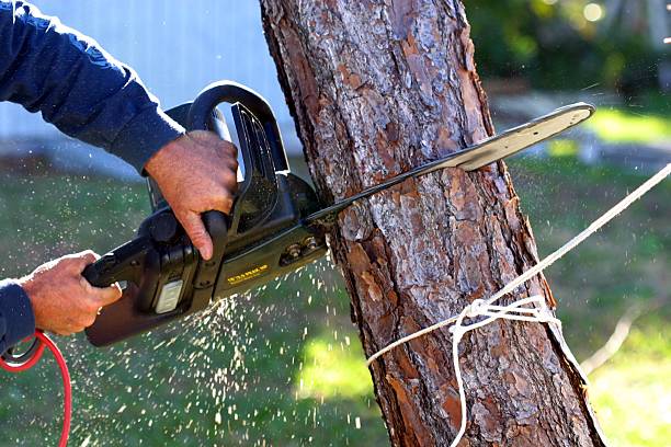 Yucaipa, CA Tree Removal Services Company