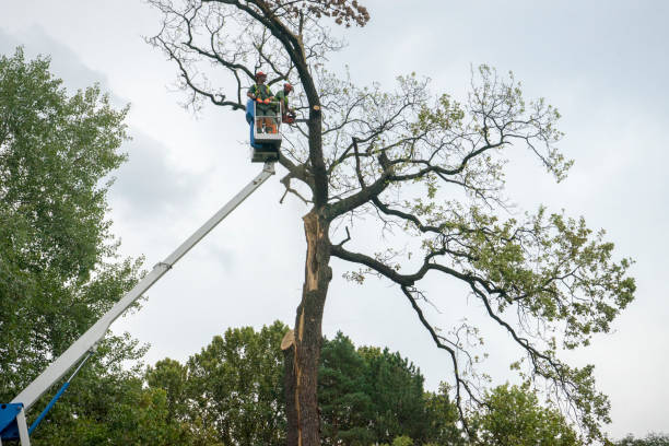 How Our Tree Care Process Works  in  Yucaipa, CA